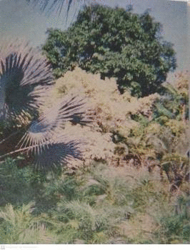 LAS FLORES MUEREN DOS VECES (RETRACTILADO)