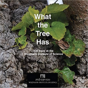 WHAT THE TREE HAS (TEXTO EN INGLÉS)